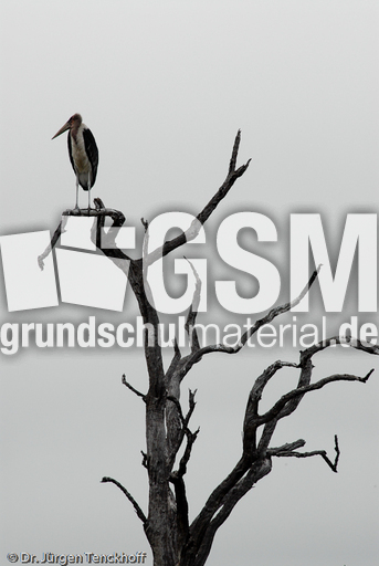 Marabu (17 von 33).jpg